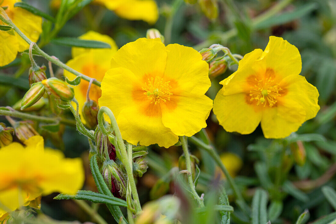 Helianthemum cultorum 'Golden Queen'