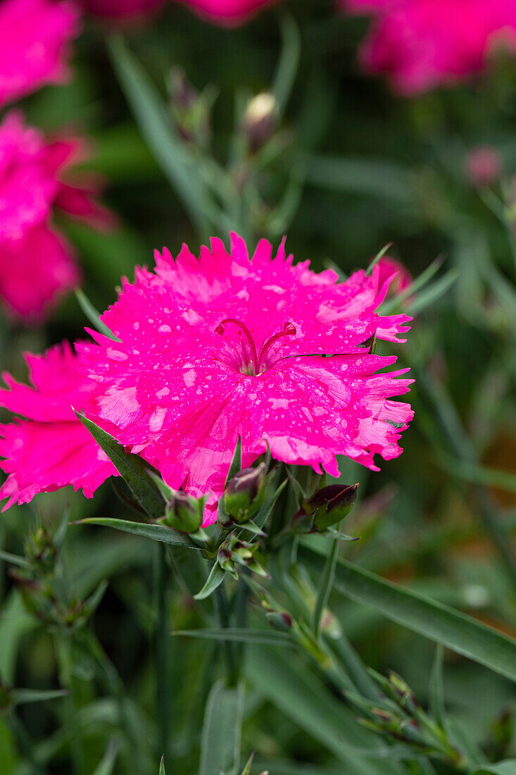 Dianthus Sunnade Pink