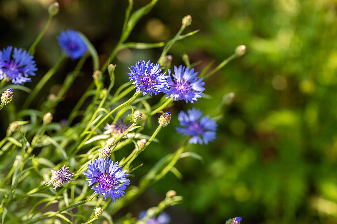 Centaurea cyanus, blue