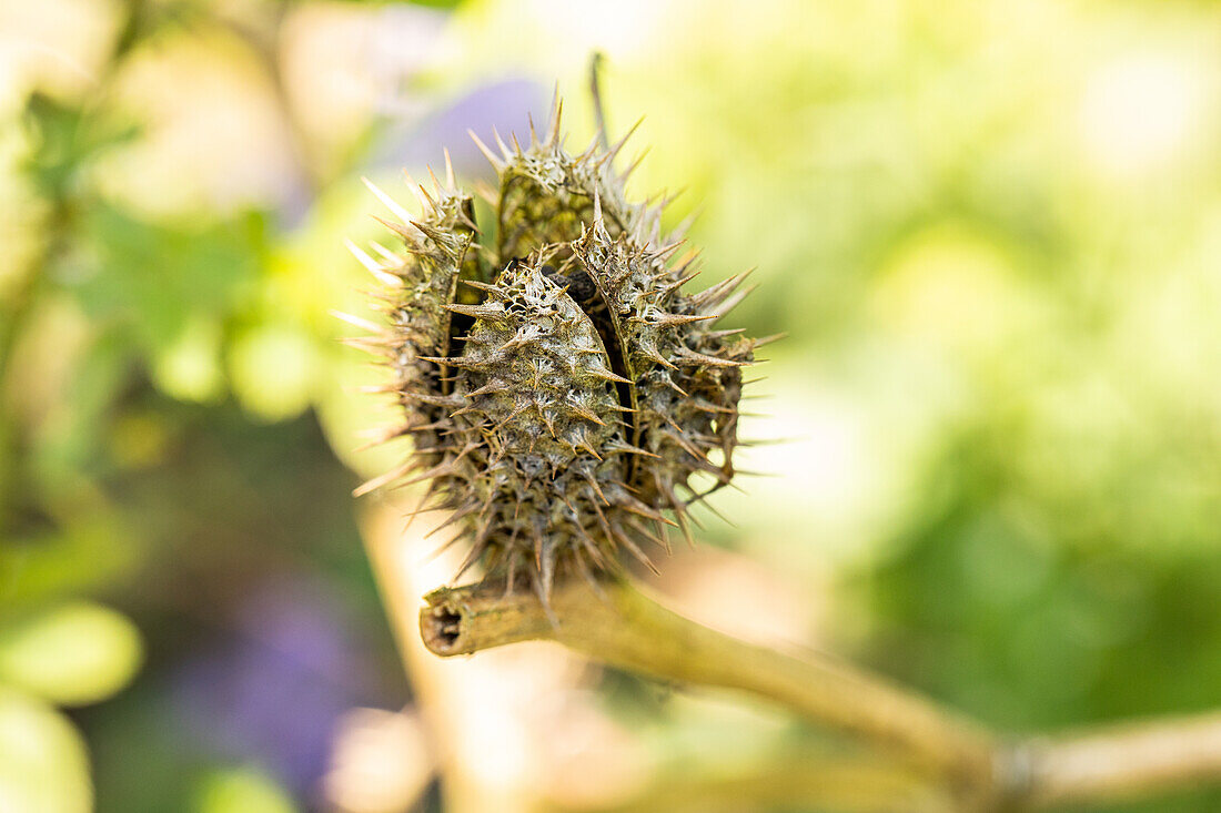 Datura stramonium