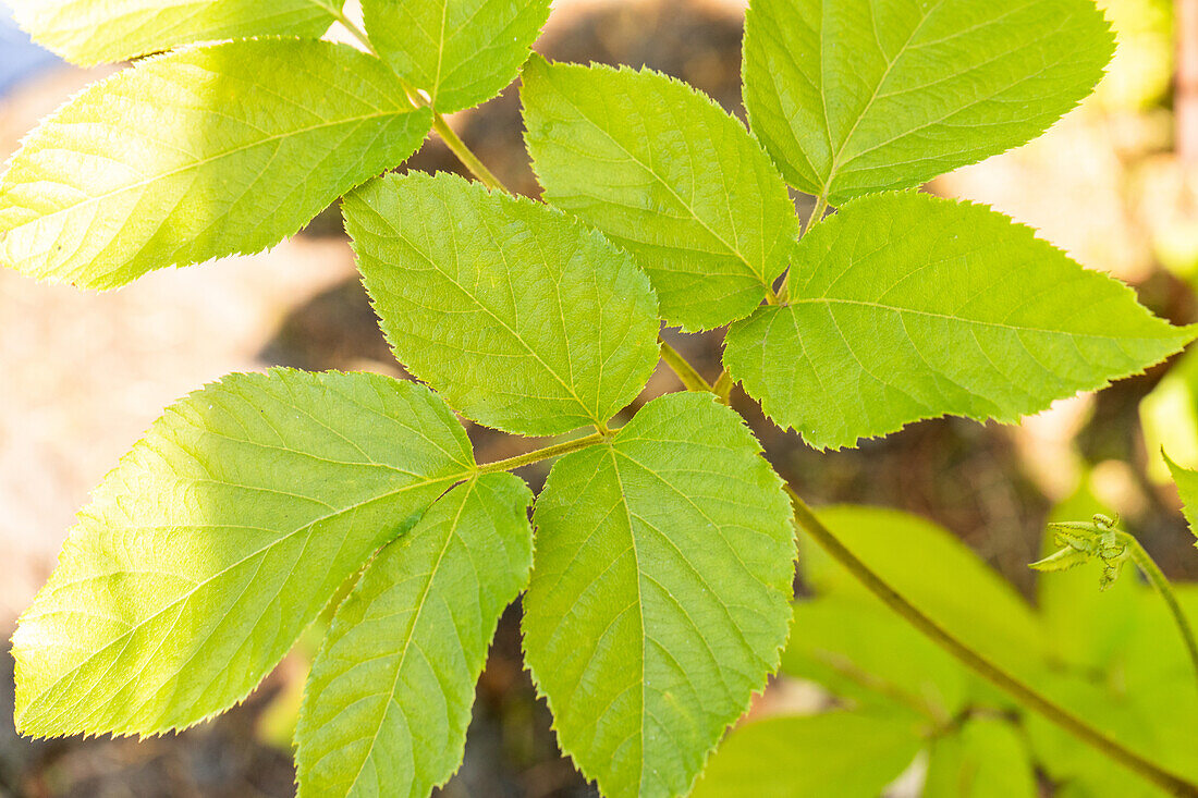 Aralia cordata