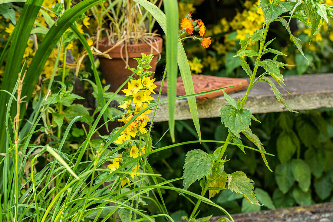 Lysimachia punctata