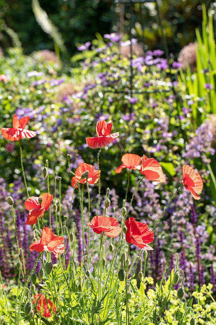 Papaver rhoeas