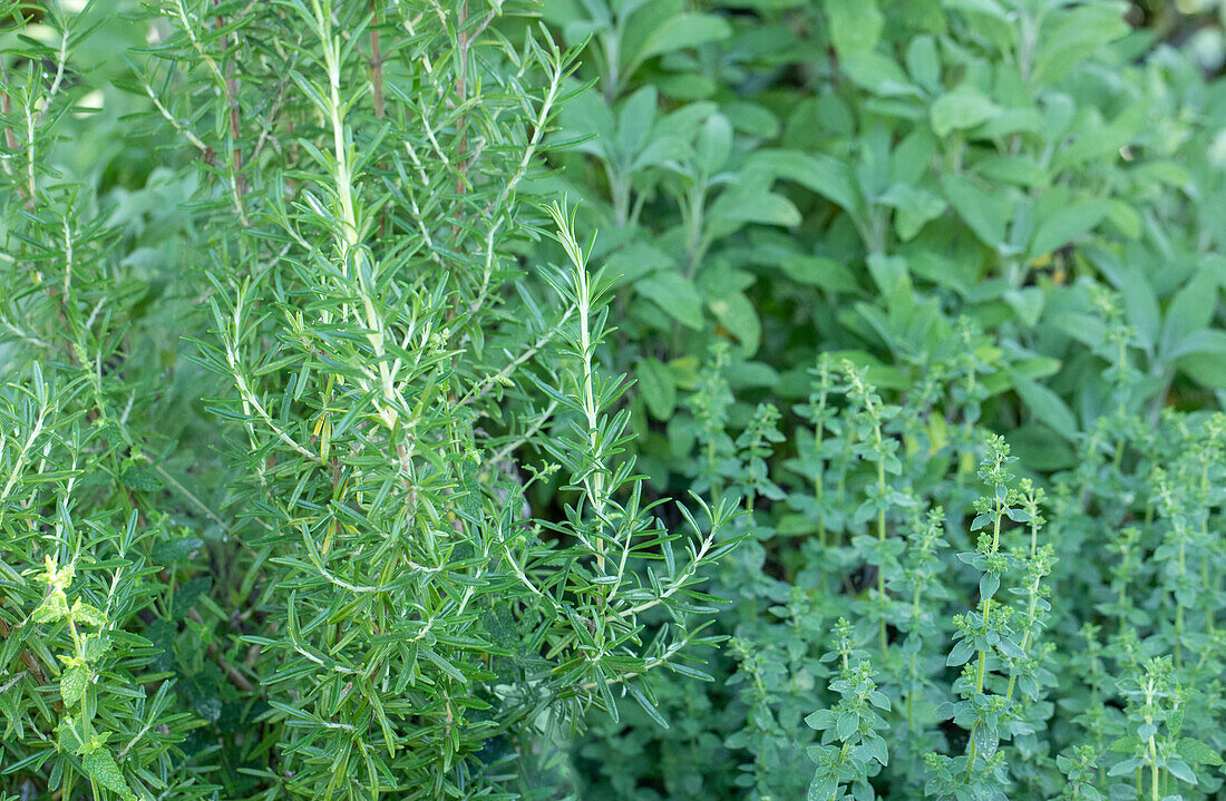 Herb bed