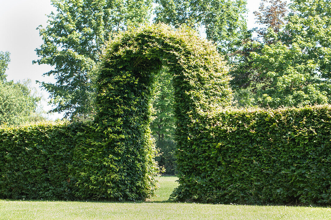 Hedge with archway
