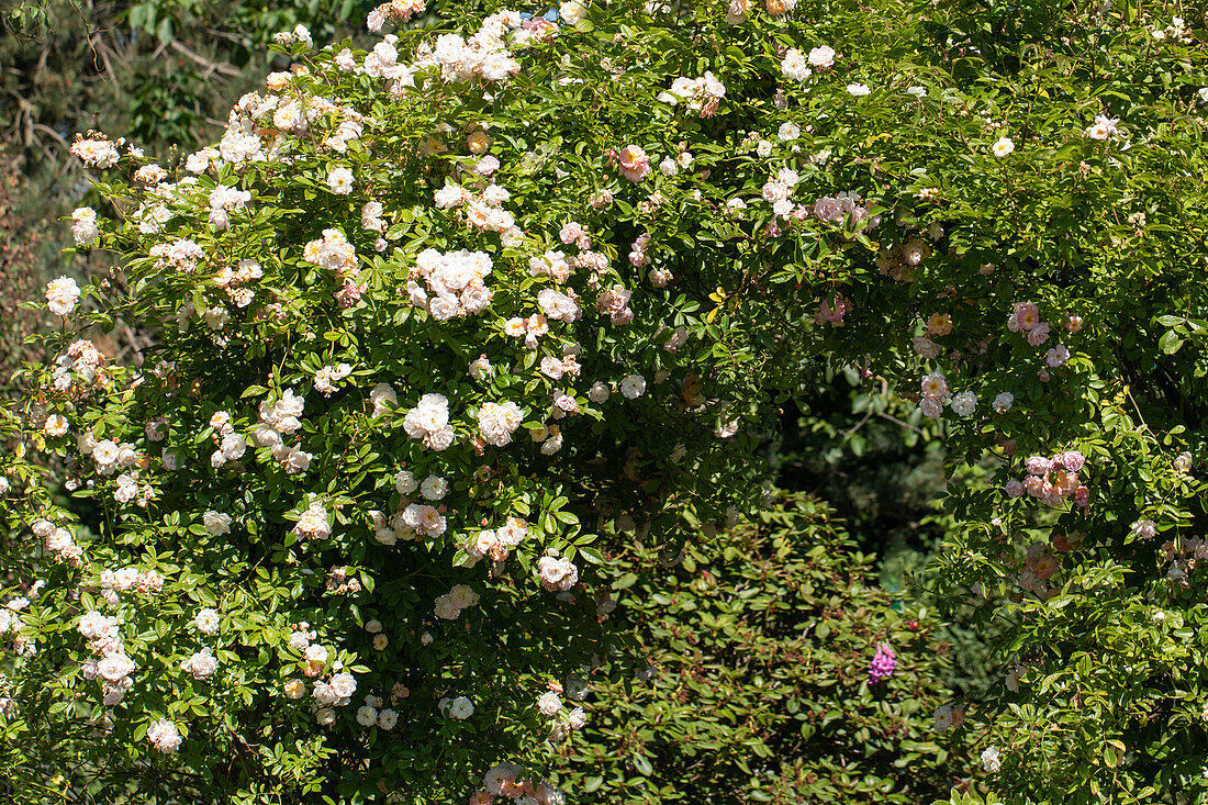 Climbing rose, white