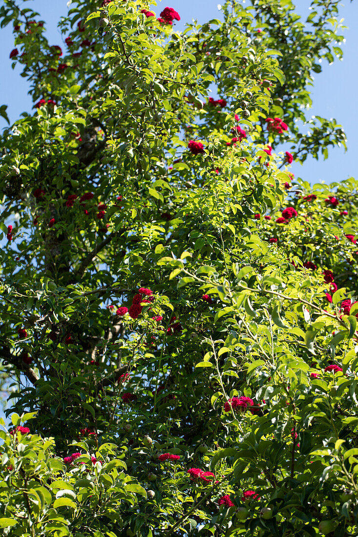 Tree with climbing rose
