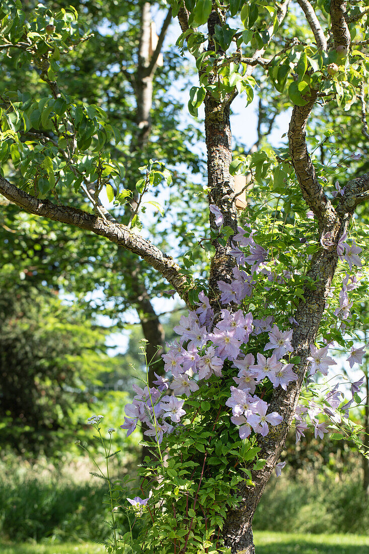 Clematis, lila