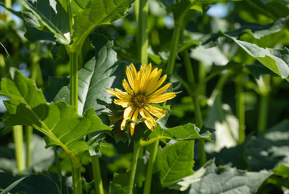 Silphium perfoliatum