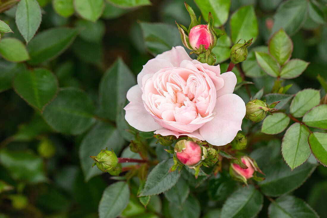 Climbing rose, pink
