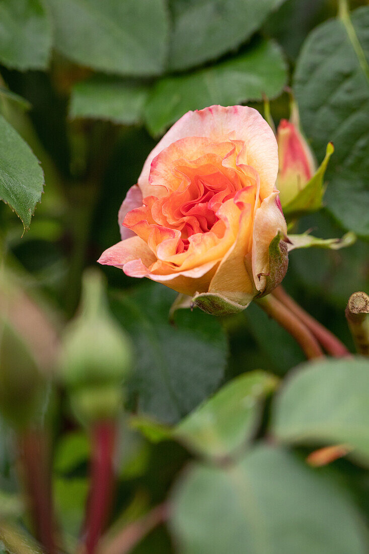 Edelrose, apricot