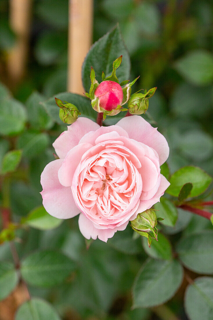 Climbing rose, pink