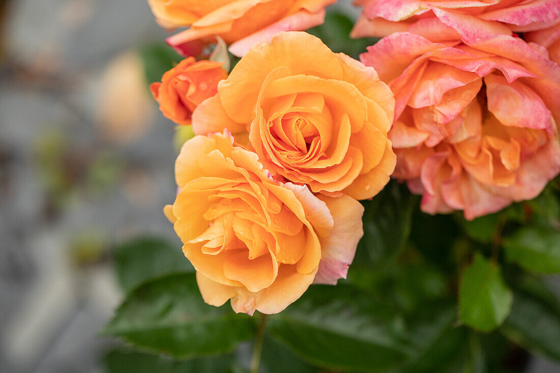 Beet rose, apricot