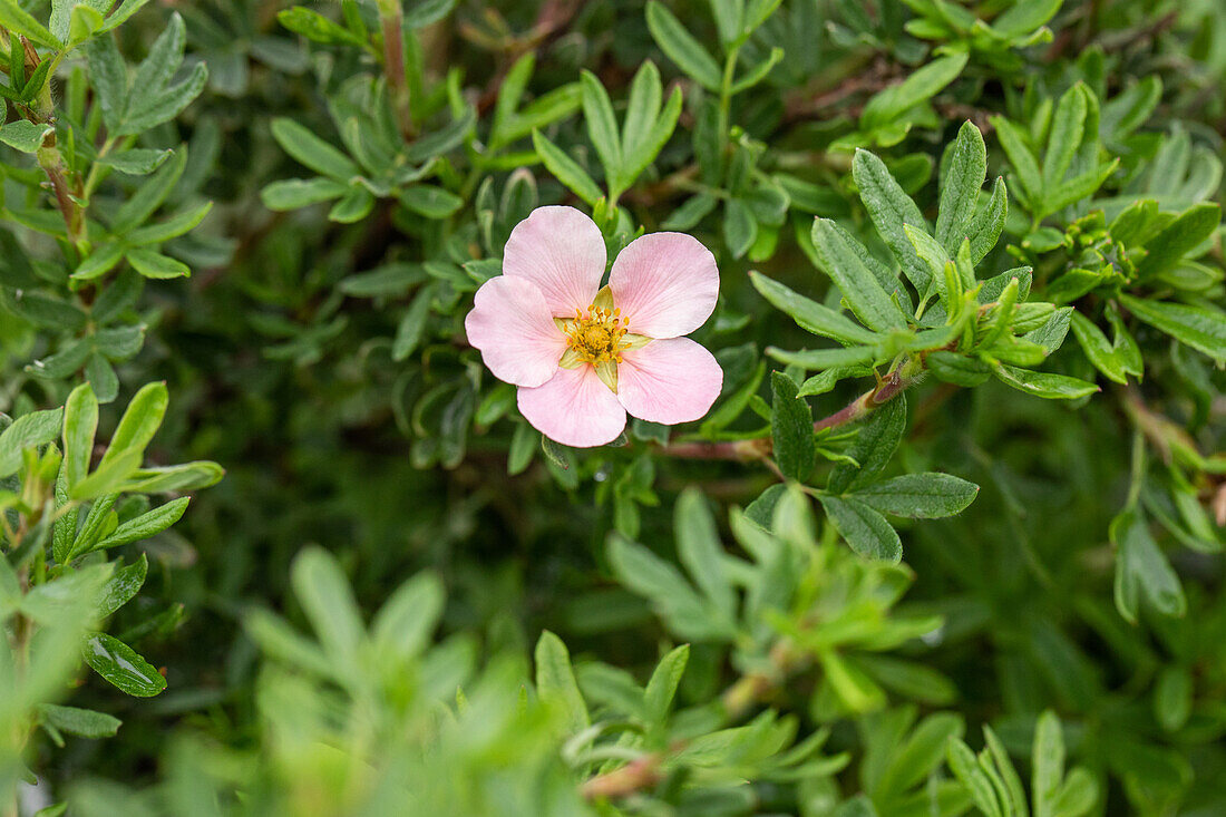 Potentilla fruticosa Pink Queen