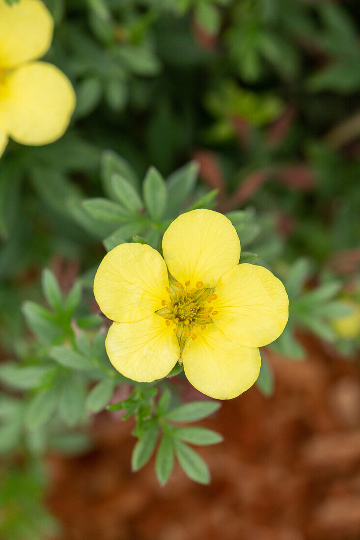 Potentilla fruticosa 'Kobold'