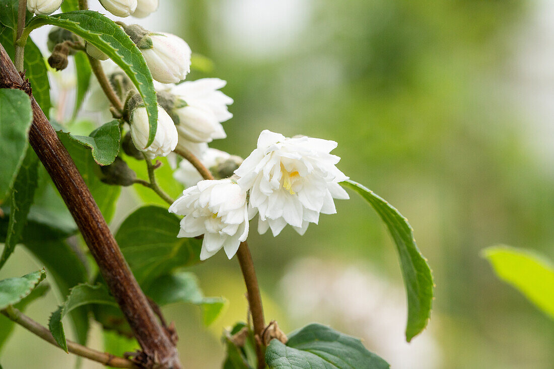 Deutzia scabra 'Plena'