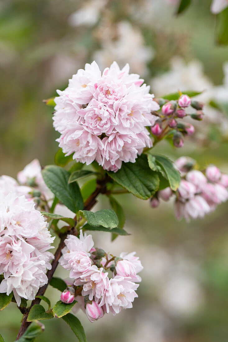 Deutzia x hybrida 'Pink Pom-Pom'