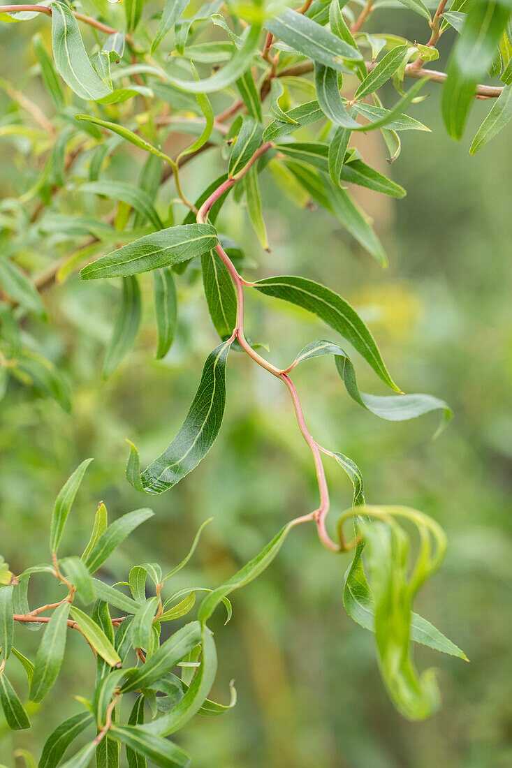 Salix erythroflexuosa