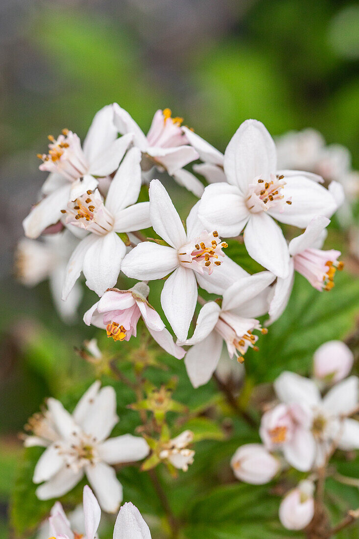 Deutzia x hybrida 'Mont Rose'