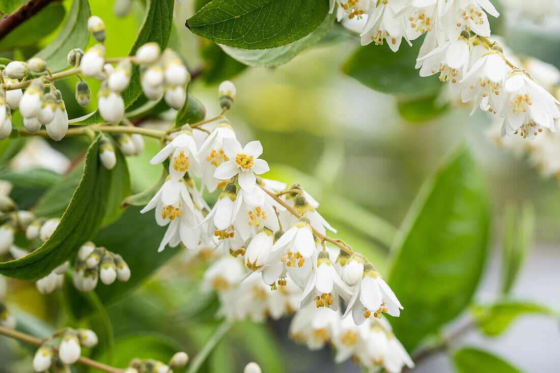 Deutzia scabra