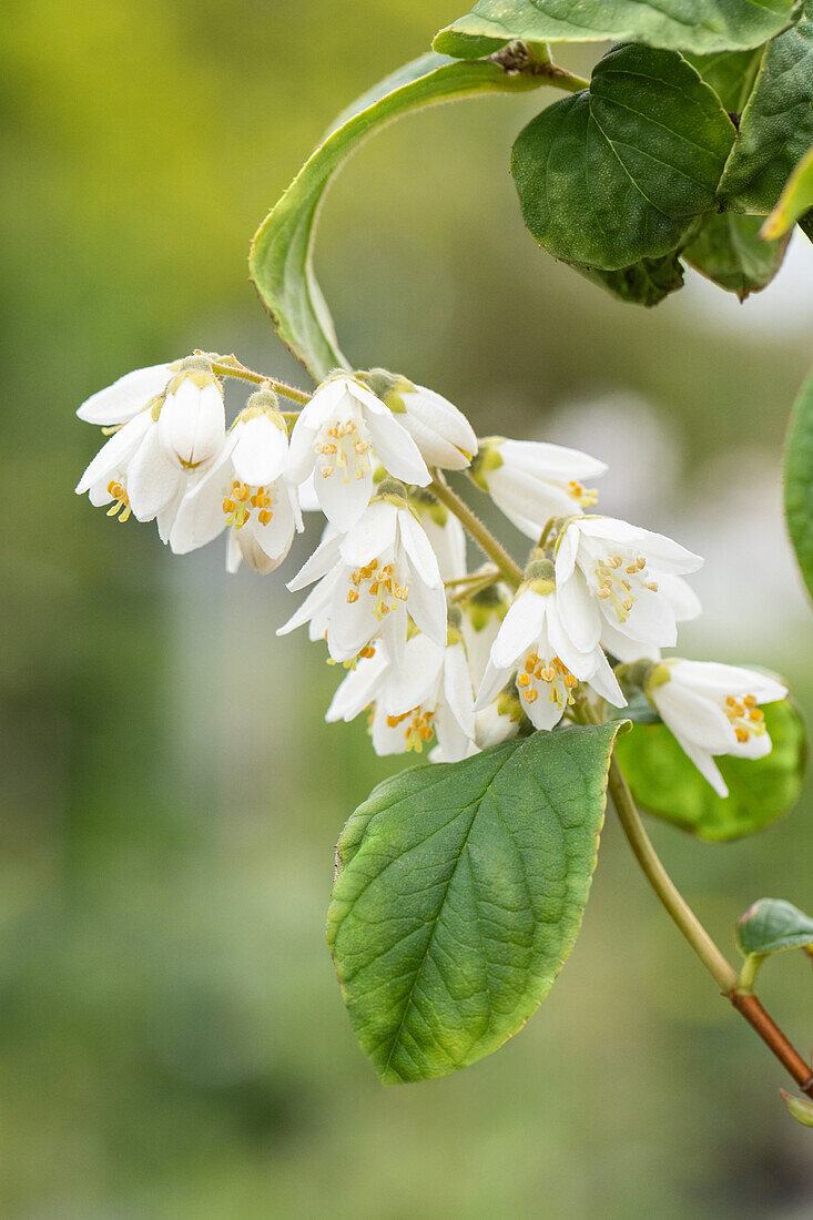 Deutzia scabra