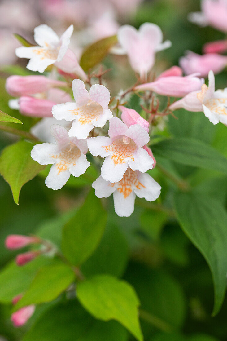 Kolkwitzia amabilis