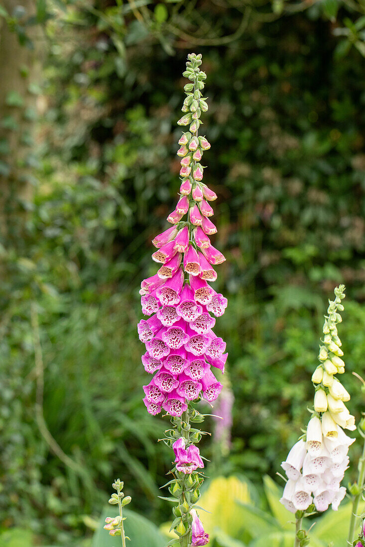 Digitalis purpurea, dunkelrosa