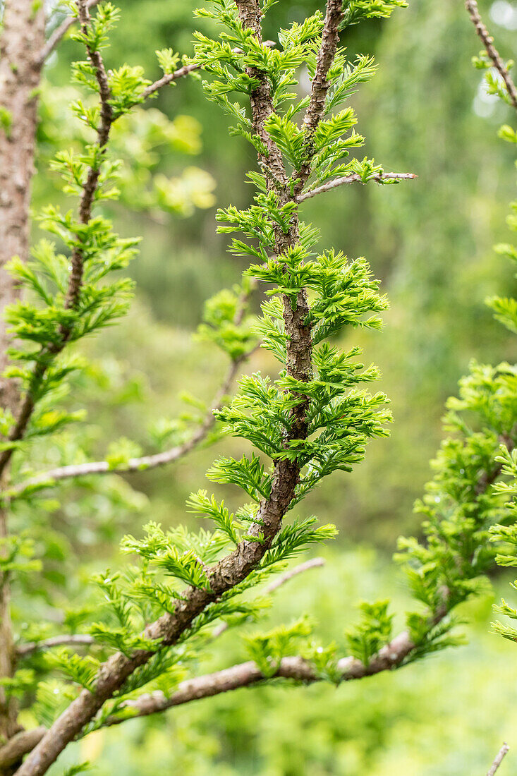 Taxodium distichum 'Peve Minaret'