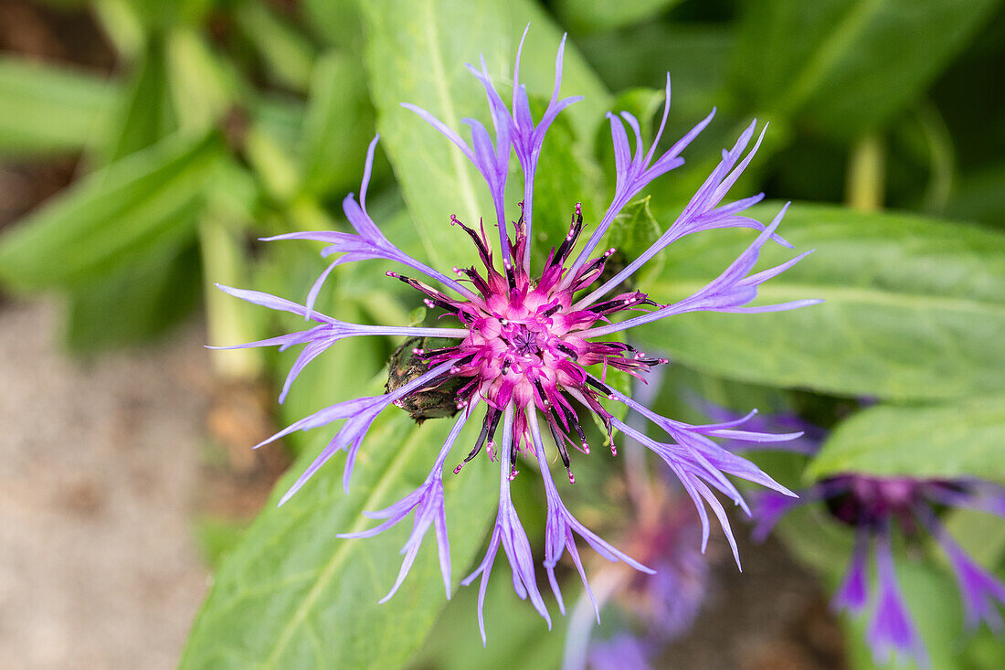 Centaurea montana