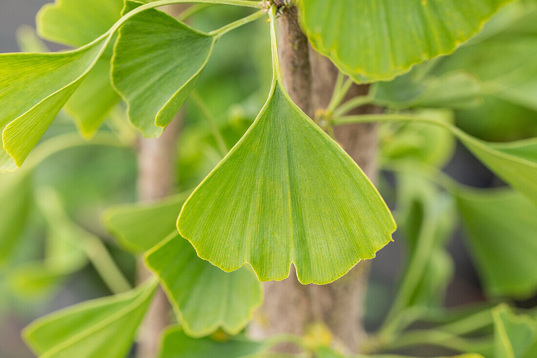 Ginkgo biloba 'Tremonia'