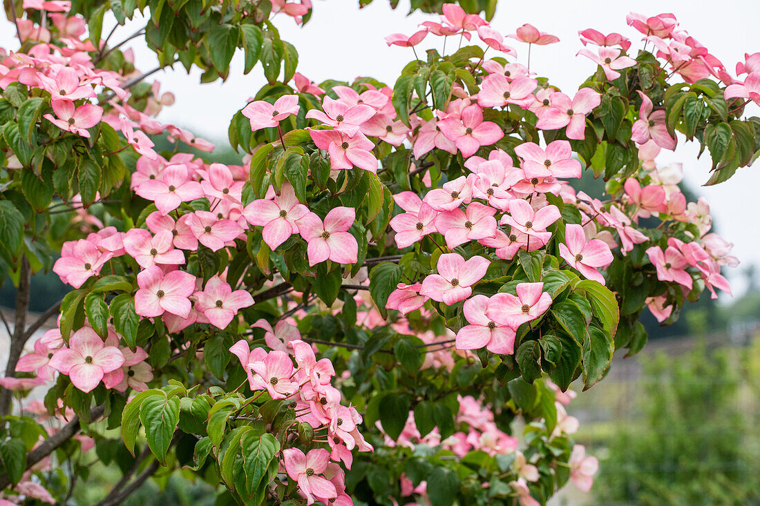 Cornus kousa 'Satomi'®