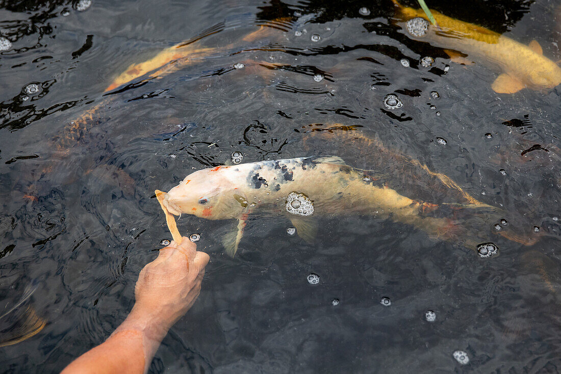 Koi carp being fed