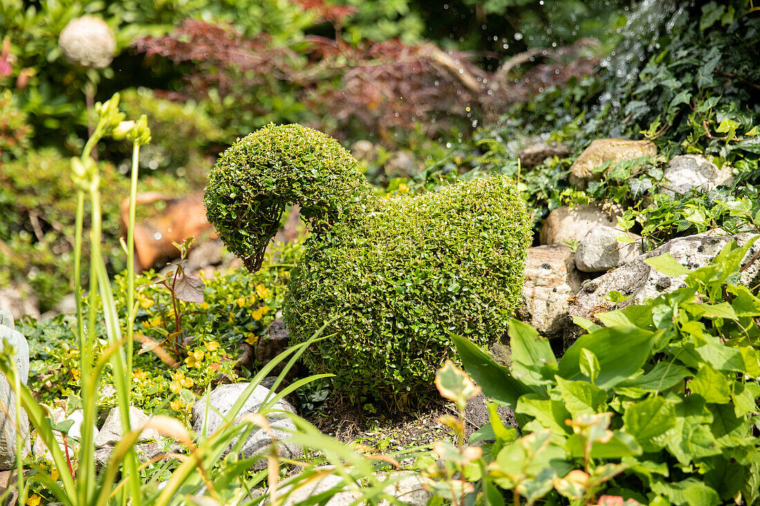 Buxus in topiary