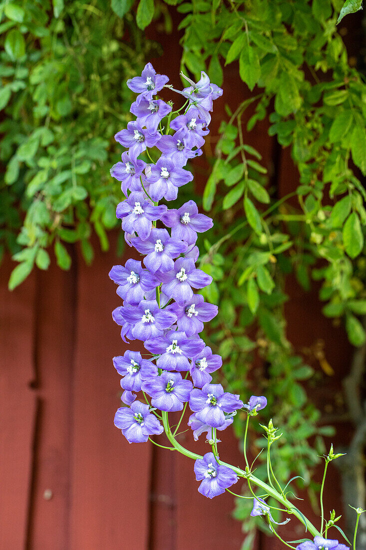 Delphinium belladonna, blau