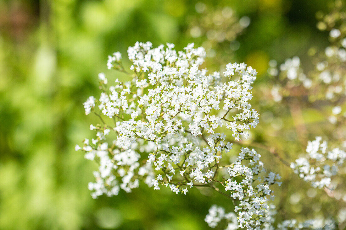 Filipendula ulmaria