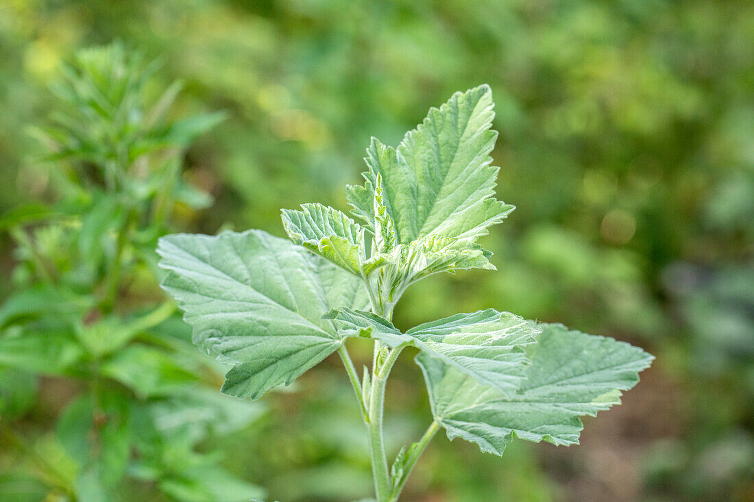 Althaea officinalis