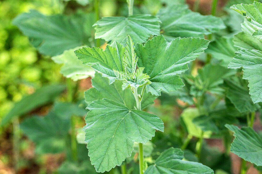 Althaea officinalis