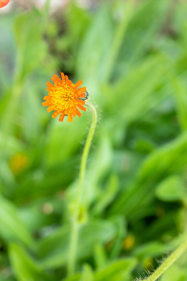 Hieracium pilosella