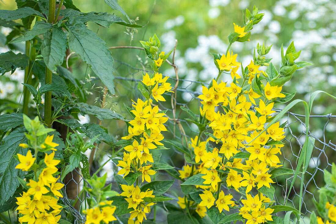 Lysimachia punctata