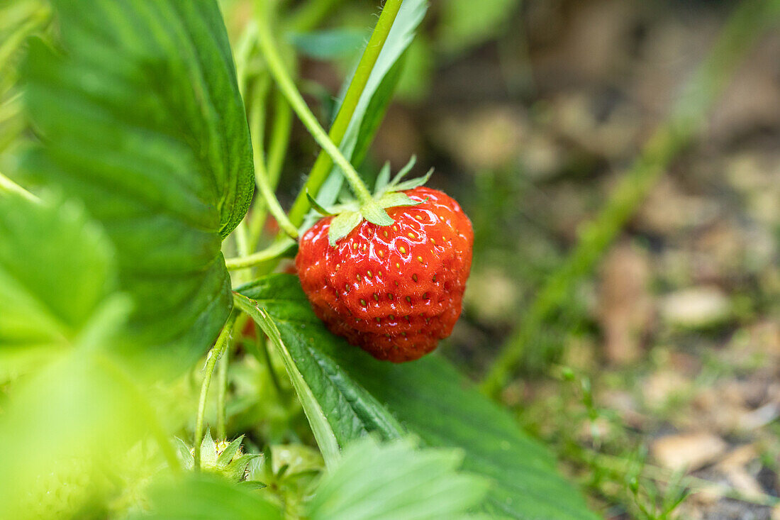 Fragaria x ananassa