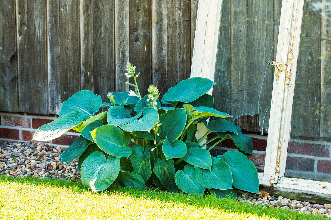 Hosta plantaginea