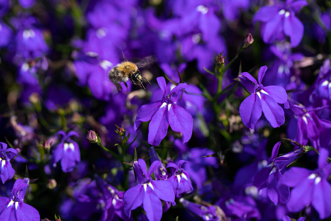 Lobelia erinus 'Bella Oceano'