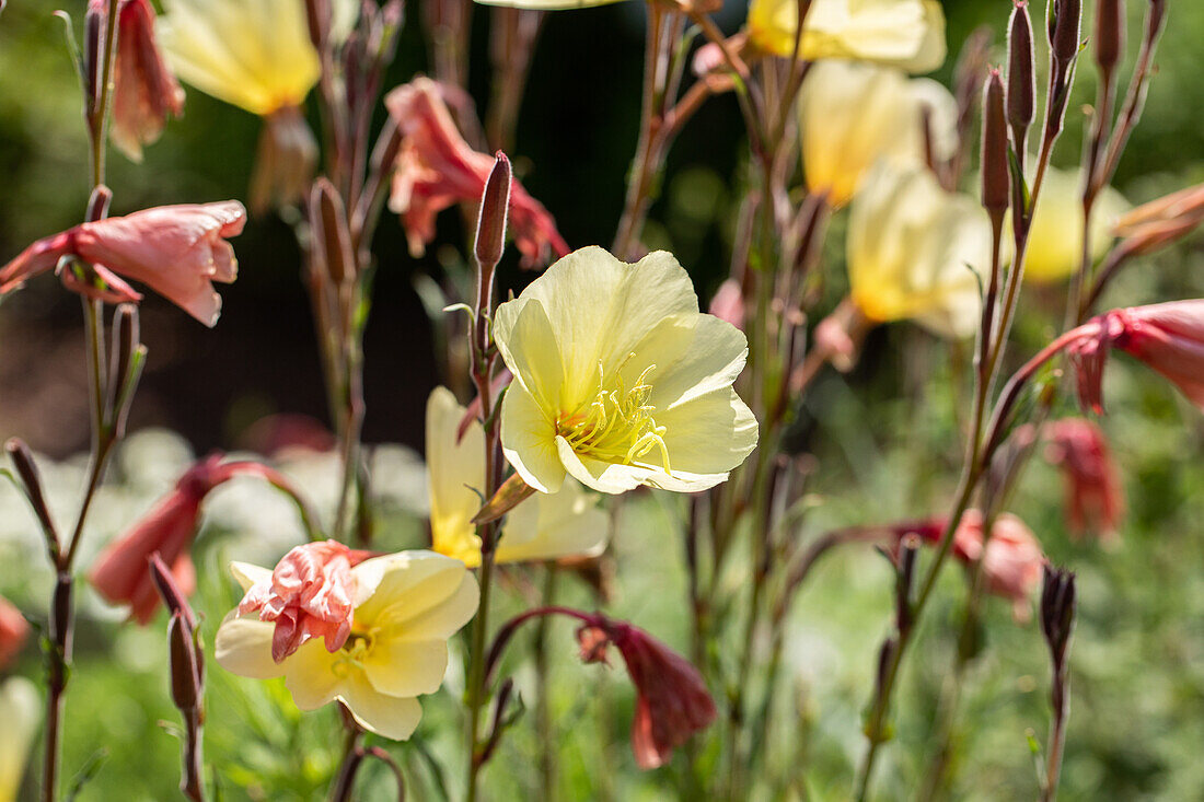 Oenothera odorata