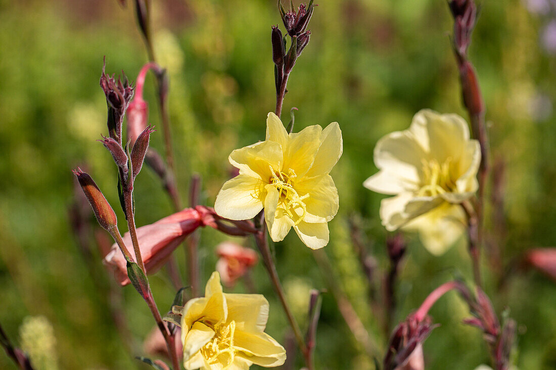 Oenothera odorata