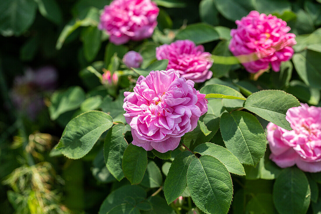 Rosa rugosa filled