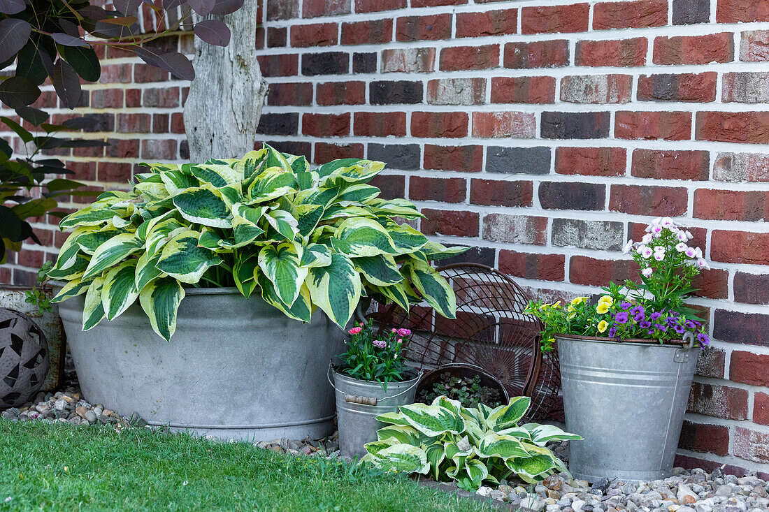 Planting in a zinc tub