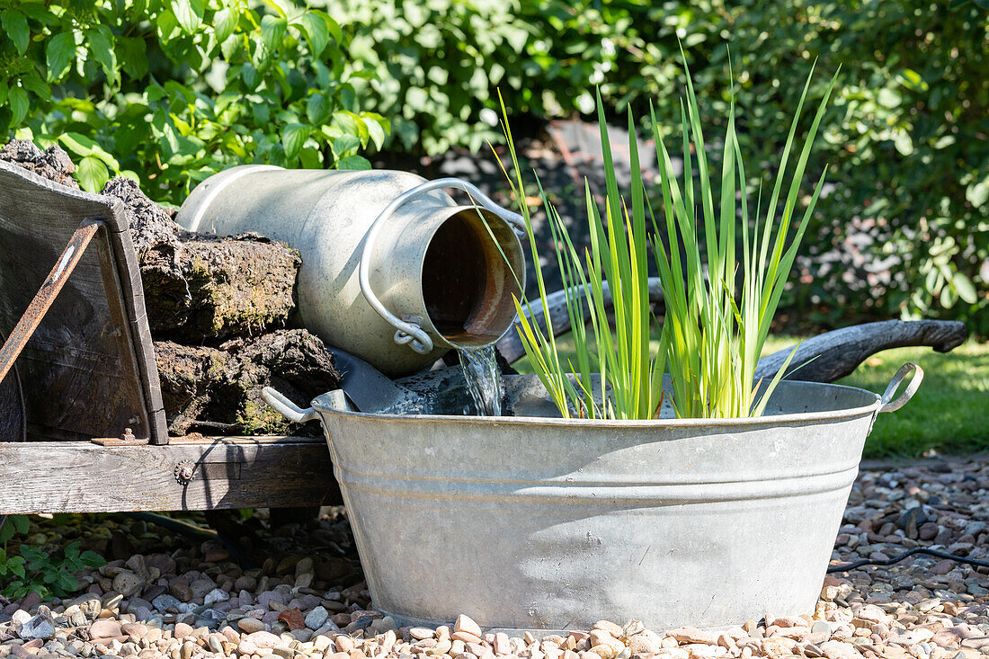 Water plants in zinc tub