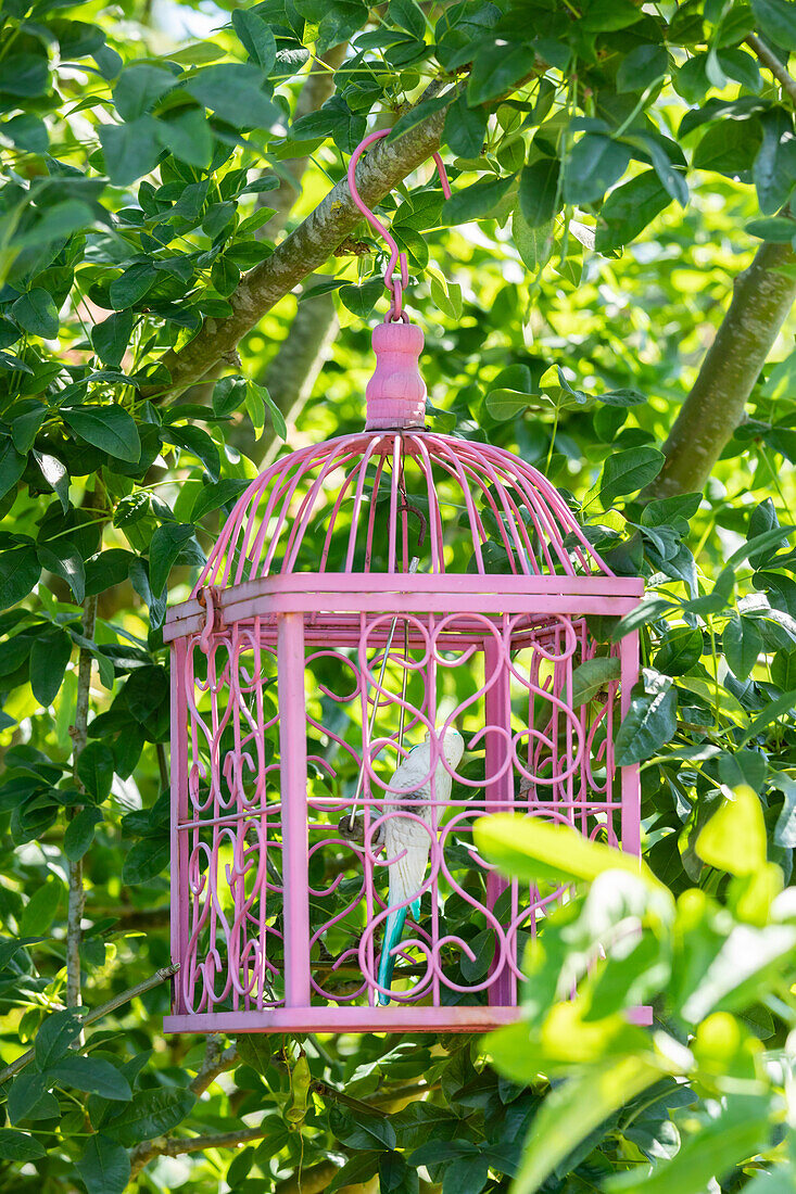 Bird cage in tree