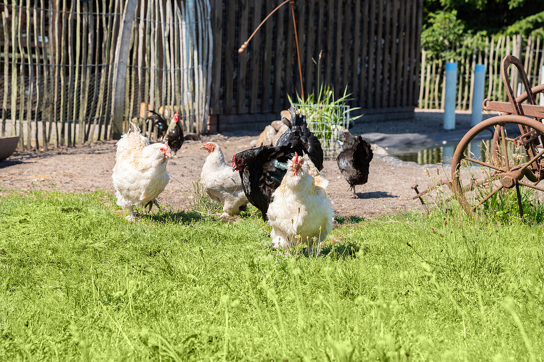 Chickens in the garden