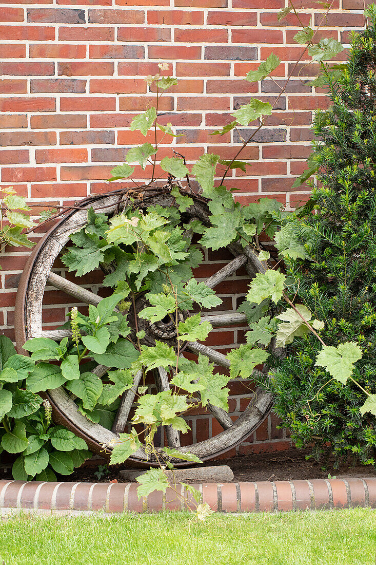 eye-catching garden decoration - vine tendril